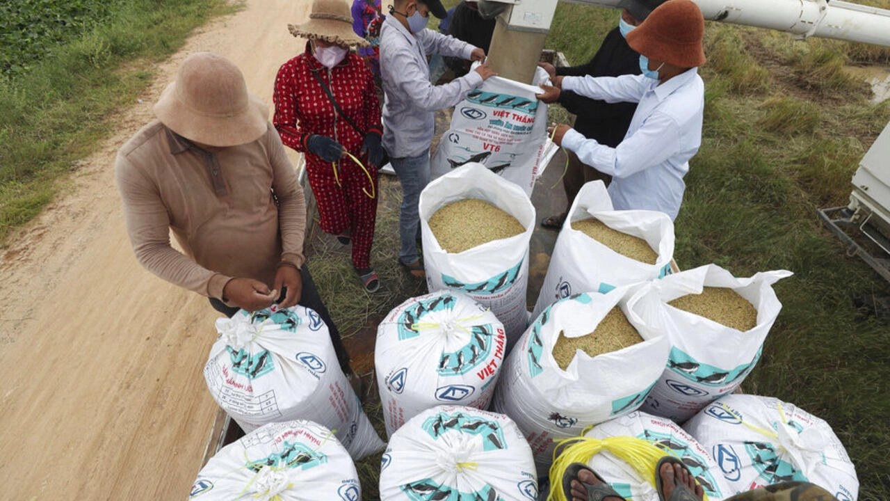 ក្រសួង​កសិកម្ម​ចាត់តាំង​មន្រ្តី​ចុះទៅ​ដោះស្រាយ​បញ្ហាស្រូវ​ចុះថោក​ ខណៈ​អ្នក​ជំនាញ​មិនមាន​ជំនឿ