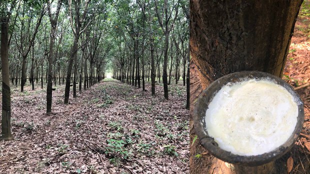  កសិករ​ដាំ​កៅស៊ូ​មួយ​ចំនួន​នៅ​ខេត្ត​ត្បូងឃ្មុំ ត្អូញ​​អំពី​តម្លៃ​កៅស៊ូ​ចុះថោក