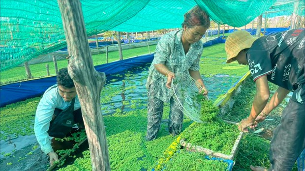 កសិករ​មួយ​ចំនួន​ងាក​មក​ដាំ​ចក​អាសូឡា​លក់​ធ្វើ​ជា​ចំណី​សត្វ