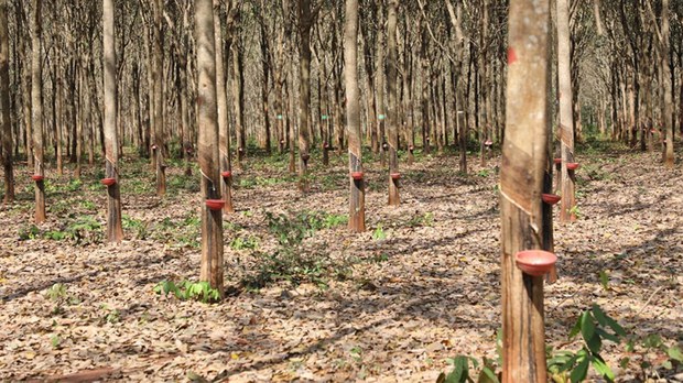 កសិករ​ដាំ​កៅស៊ូ​នៅ​ខេត្តត្បូងឃ្មុំ​កំពុង​ប្រឈម​ខ្វះ​ទីផ្សារ