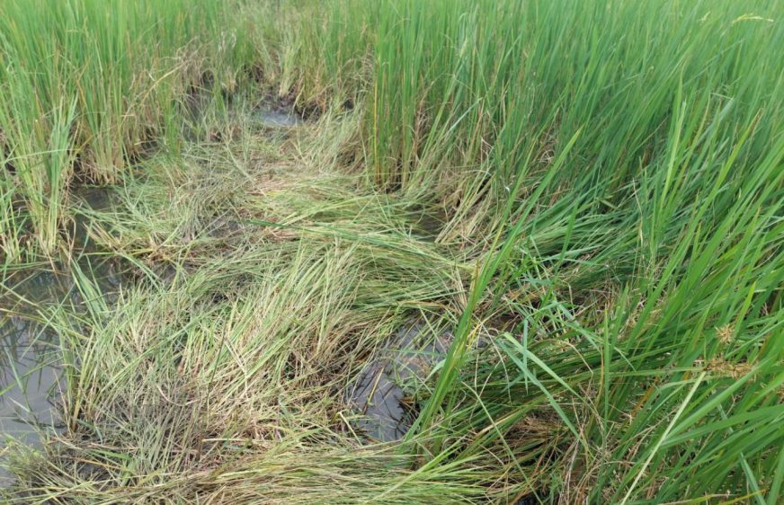 អ្នកគាំទ្រ​បក្សភ្លើងទៀន​ខេត្តត្បូងឃ្មុំ​មួយរូប​ត្រូវ​បាន​ជន​មិនស្គាល់​មុខ​បាញ់​សម្លាប់