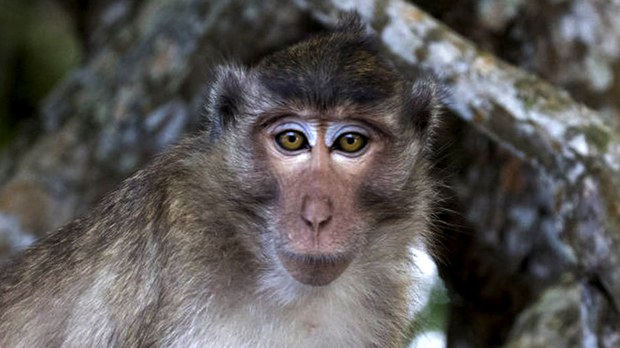 សកម្មជន​បរិស្ថាន​ប្រតិកម្ម​នឹង​រដ្ឋាភិបាល​កម្ពុជា​ទាមទារ​អាមេរិក​ឱ្យ​ដោះ​លែង​មន្ត្រី​ជាន់​ខ្ពស់​ក្រសួង​កសិកម្ម ដែល​ជួញ​ដូរ​សត្វ​ស្វា