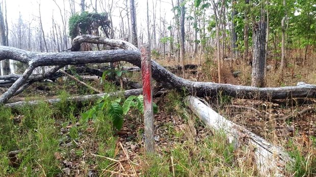 អ្នក​ភូមិ​ស្រែគរ​ចោទ​ក្រុមហ៊ុន ​ភូ ម៉ាឌី​ ថា រំលោភ​យក​ដី​ព្រៃ​សហគមន៍ ៥០ហិកតារ