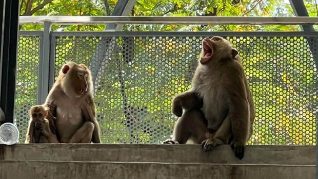 មន្ត្រី​ជាន់​ខ្ពស់​ក្រសួង​កសិកម្ម​ម្នាក់​ទៀត​អាច​ជាប់​ពាក់ព័ន្ធ​នឹង​ក្រុមហ៊ុន​រត់​ពន្ធ​ស្វា​ក្ដាម​ទៅ​អាមេរិក