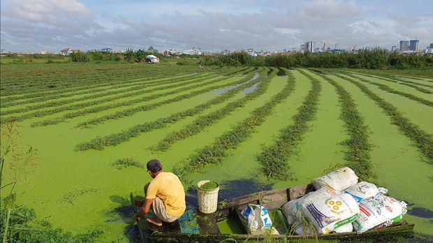 ពលរដ្ឋ​ដាំ​បន្លែ​លើទឹក​បឹងទំពុន​បារម្ភ​បាត់បង់​មុខរបរ ខណៈ​គ្រឿង​ជា​ច្រើន​កំពុង​ដឹក​ដី​ចាក់​លុប