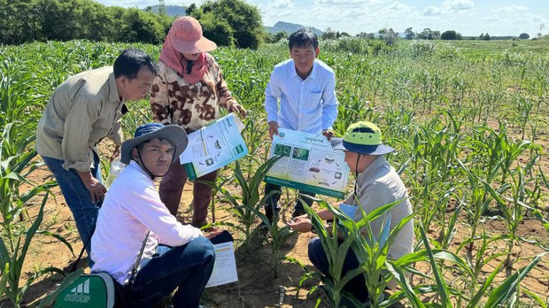 សត្វ​ដង្កូវ កំពុង​បំផ្លាញ​ដំណាំ​របស់​កសិករ នៅ​តាម​បណ្ដា​ខេត្ត​មួយ​ចំនួន